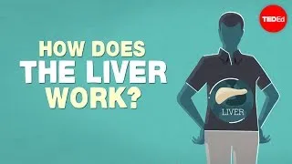 What does the liver do? - Emma Bryce