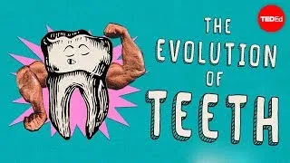 How did teeth evolve? - Peter S. Ungar