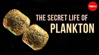 The Secret Life of Plankton