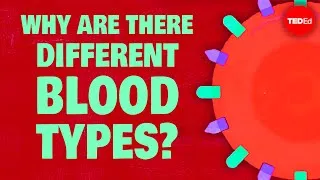 Why do blood types matter? - Natalie S. Hodge