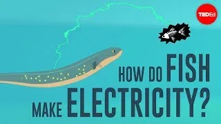 How do fish make electricity? - Eleanor Nelsen