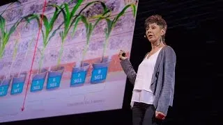 How we can make crops survive without water | Jill Farrant