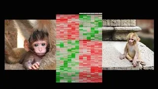 How early life experience is written into DNA | Moshe Szyf