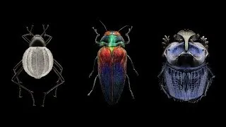 Mind-blowing, magnified portraits of insects | Levon Biss