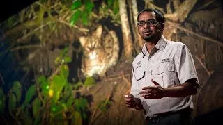 The link between fishing cats and mangrove forest conservation | Ashwin Naidu