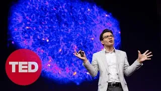 How We're Reverse Engineering the Human Brain in the Lab | Sergiu P. Pasca | TED