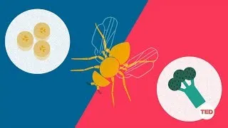How you can make a fruit fly eat veggies | DIY Neuroscience, a TED series