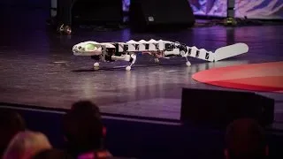 A robot that runs and swims like a salamander | Auke Ijspeert