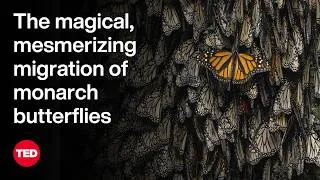 The Magical, Mesmerizing Migration of Monarch Butterflies | Jaime Rojo | TED