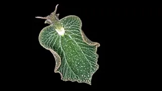 The Fantastically Weird World of Photosynthetic Sea Slugs | Michael Middlebrooks | TED