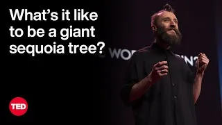 What’s It like to Be a Giant Sequoia Tree? | Ersin Han Ersin | TED