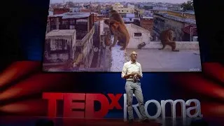 How animals and plants are evolving in cities | Menno Schilthuizen