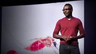 Why I study the most dangerous animal on earth -- mosquitoes | Fredros Okumu