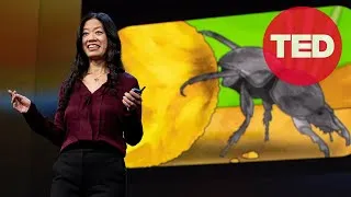 Are Insect Brains the Secret to Great AI? | Frances S. Chance | TED