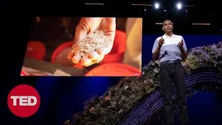 What Seaweed and Cow Burps Have to Do with Climate Change | Ermias Kebreab | TED Countdown