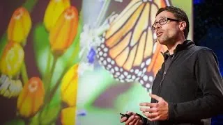 Jaap de Roode: How butterflies self-medicate