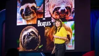 Sloths! The strange life of the world's slowest mammal | Lucy Cooke
