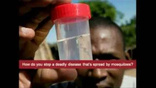 Mosquitos, malaria and education | Bill Gates