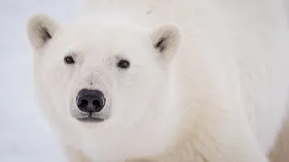 What to Do When There's a Polar Bear in Your Backyard | Alysa McCall | TED