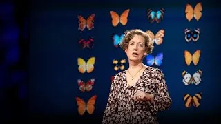 How you can help save the monarch butterfly -- and the planet | Mary Ellen Hannibal