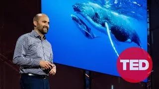 The Future of Machines That Move like Animals | Robert Katzschmann | TED
