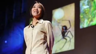 Cheryl Hayashi: The magnificence of spider silk