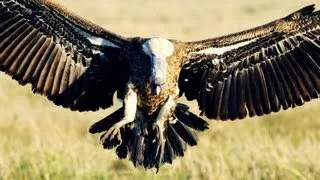 Munir Virani: Why I love vultures
