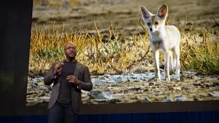 How Life on Earth Adapts to You and Me | Shane Campbell-Staton | TED